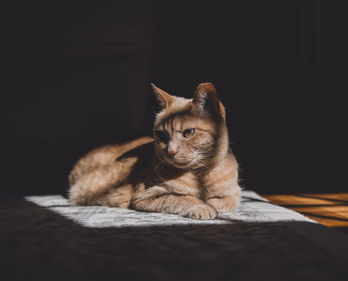 Save 50% on  comfort for your pet.