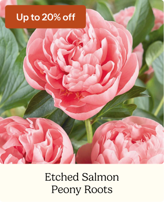 Peony Roots - Etched Salmon