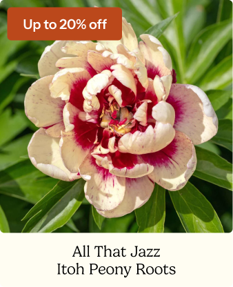 Itoh Peony Roots - All That Jazz