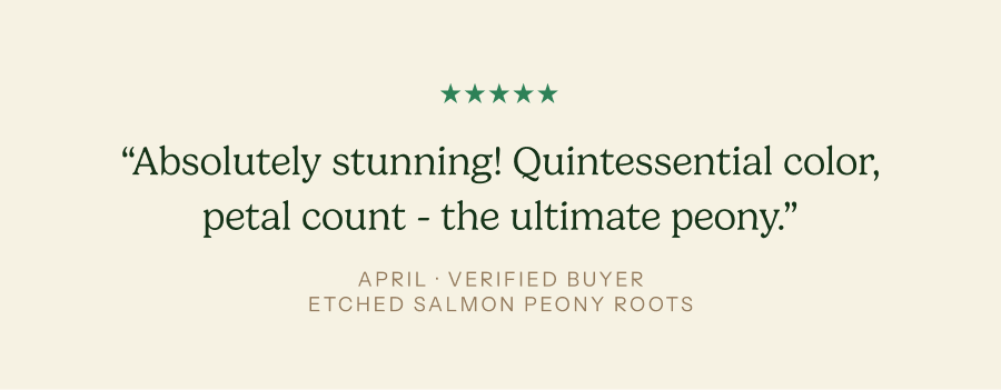 “Absolutely stunning! Quintessential color, petal count - the ultimate peony.”
