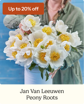 Peony Roots - Jan Van Leeuwen