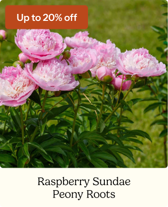 Peony Roots - Raspberry Sundae