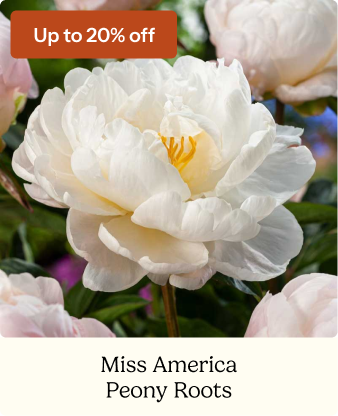 Peony Roots - Miss America