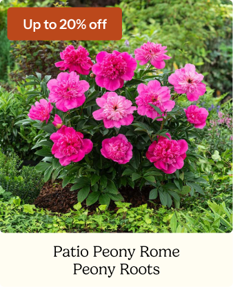 Peony Roots - Patio Peony Rome