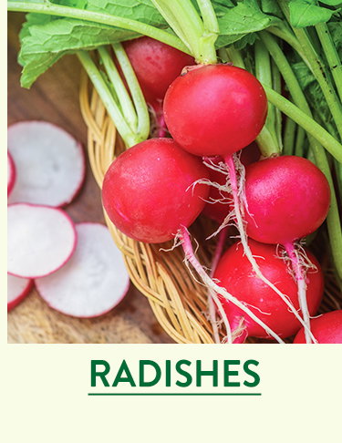Radish Seeds