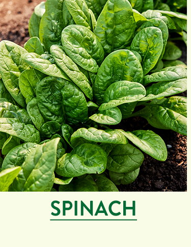 Spinach Seeds