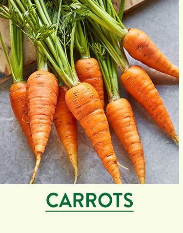 Carrot Seeds