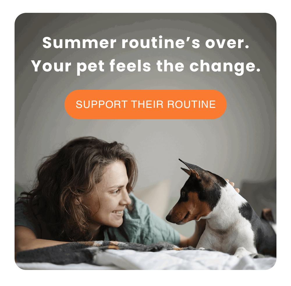 Summer routine’s over. Your pet feels the change.
