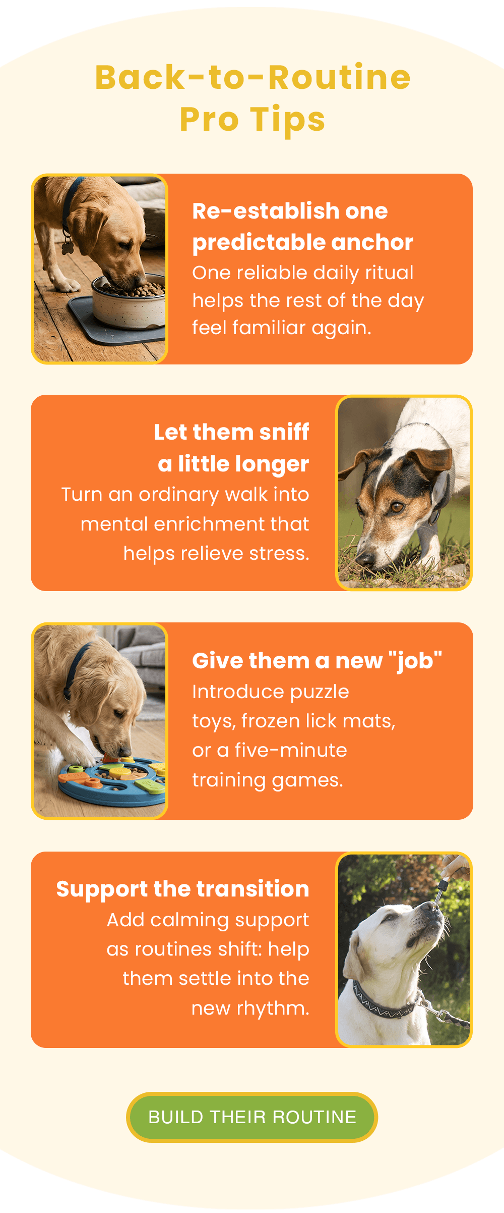 Back-to-Routine Pro Tips. Re-establish one predictable anchor: One reliable daily ritual helps the rest of the day feel familiar again. Let them sniff a little longer: Turn an ordinary walk into mental enrichment that helps relieve stress. Give them a new "job": Introduce puzzle toys, frozen lick mats, or a five-minute training games. Support the transition: Add calming support as routines shift: help them settle into the new rhythm.