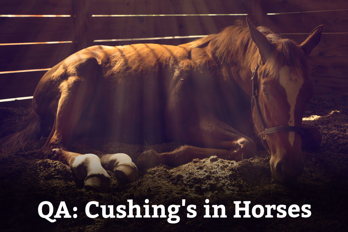 QA: Cushing's in Horses - Learn More