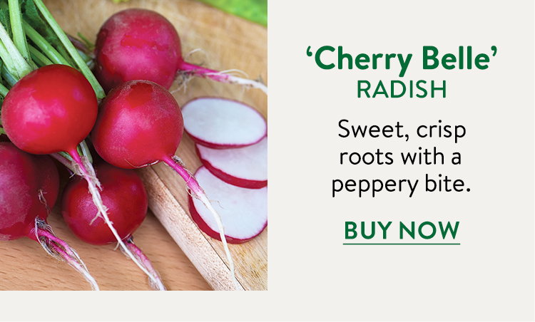 Cherry Belle Radish Seeds