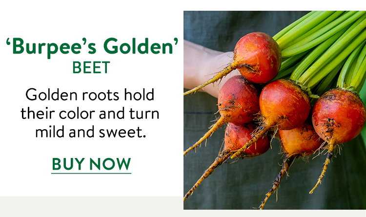 Burpee's Golden Beet Seeds