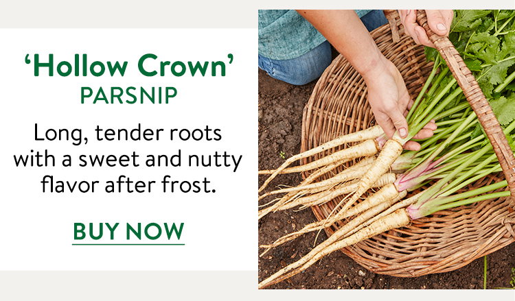 Hollow Crown Parsnip Seeds