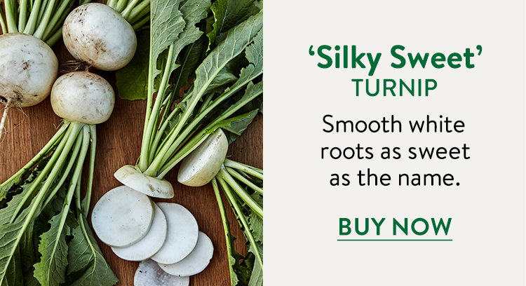 Silky Sweet Turnip Seeds