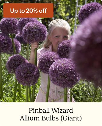 Allium Bulbs (Giant) - Pinball Wizard