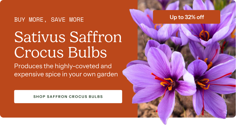 Buy More, Save More - Sativus Saffron Crocus Bulbs - Produces the highly-coveted and expensive spice in your own garden