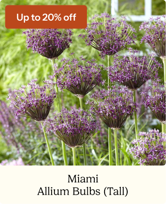 Allium Bulbs (Tall) - Miami