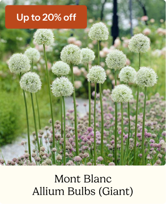 Allium Bulbs (Giant) - Mont Blanc