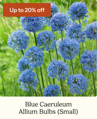 Allium Bulbs (Small) - Blue Caeruleum