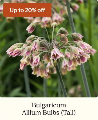 https://www.edenbrothers.com/products/allium-bulbs-bulgaricum