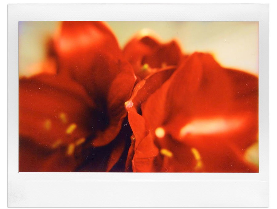Macro Moments with the Lomo’Instant Wide