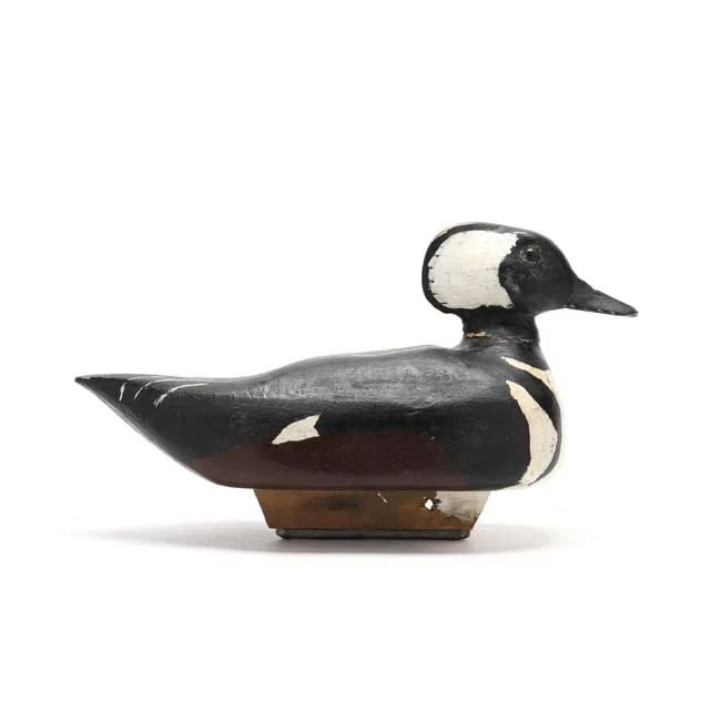 Early Hooded Merganser