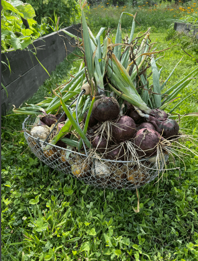 onions