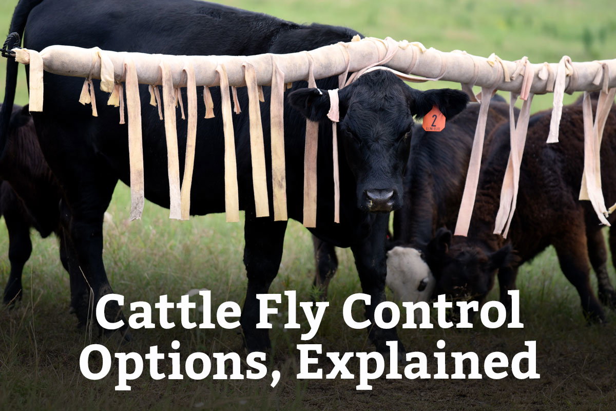 Cattle Fly Control Options, Explained - Learn More