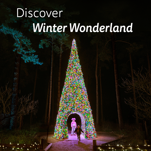 Discover Winter Wonderland