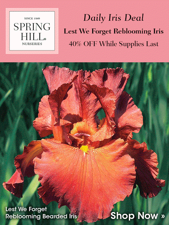 Daily Iris Deal: Lest We Forget at 40% OFF