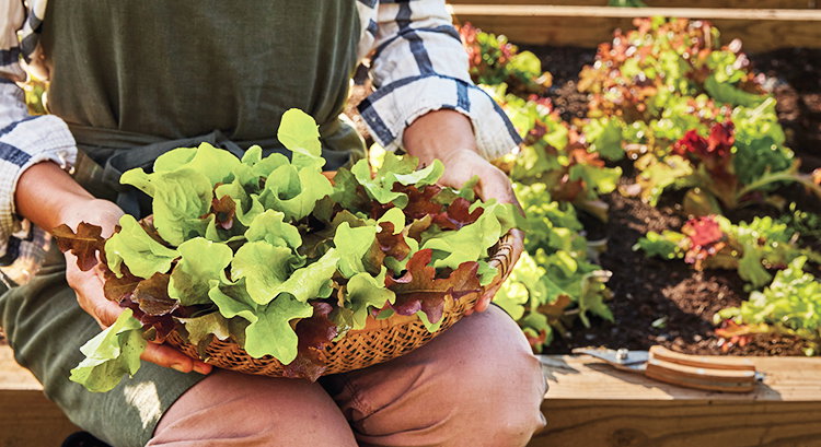 Salad Greens Seeds