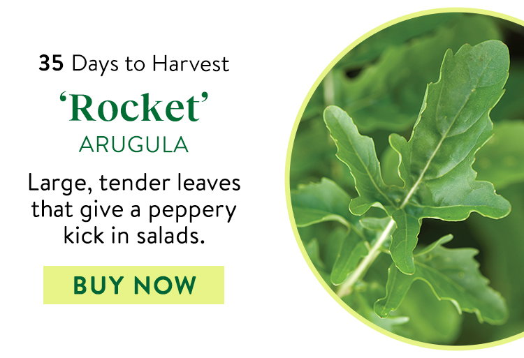 Rocket (Roquette) Arugula Seeds