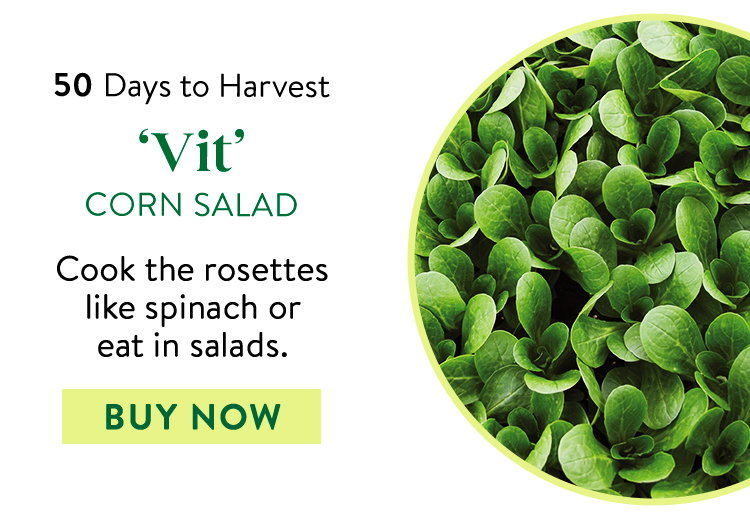 Vit Organic Corn Salad (Mache) Seeds
