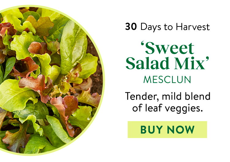 Sweet Salad Mix Mesclun Seeds