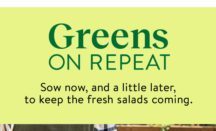 Salad Greens Seeds