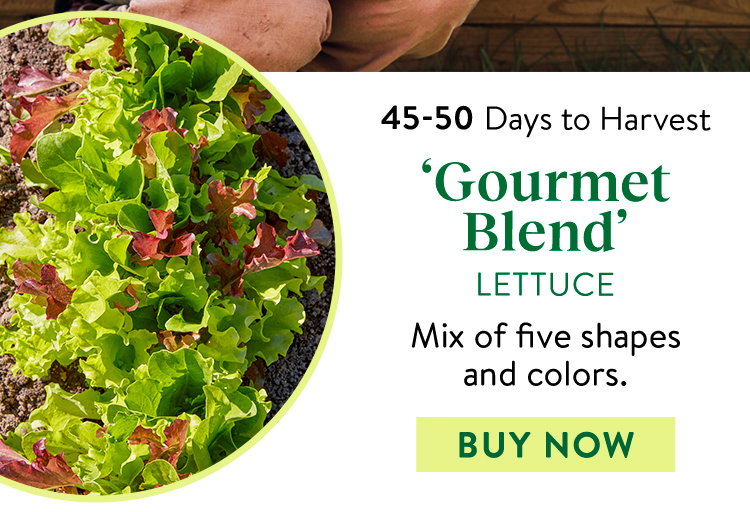 Gourmet Blend Lettuce Seeds