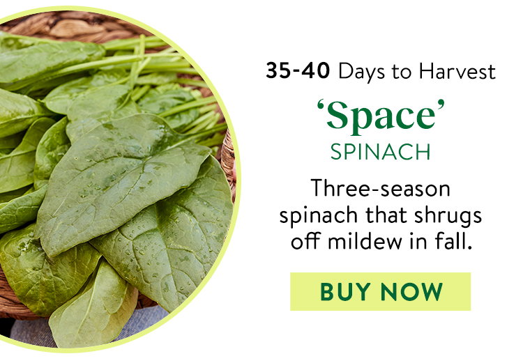 Space Spinach Seeds