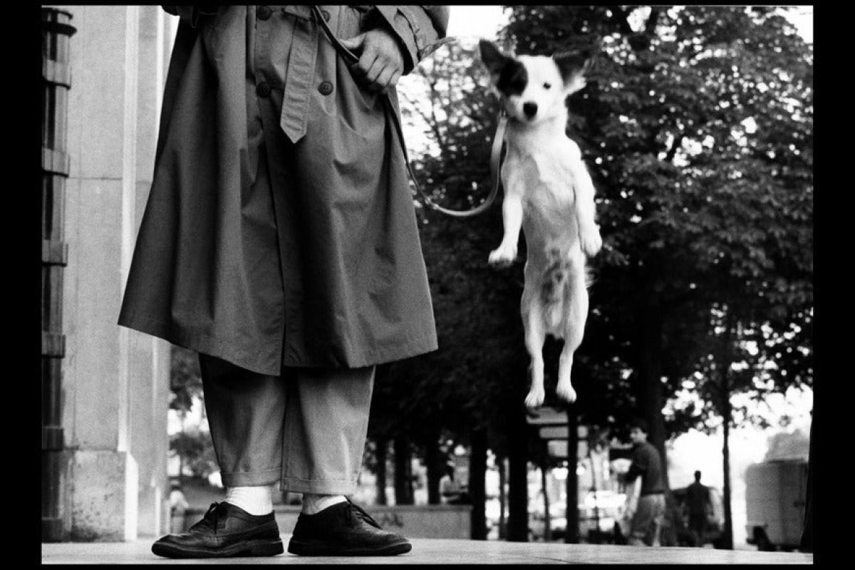 From the Regal to the Ridiculous, These Photos Capture Everything to Love About Dogs