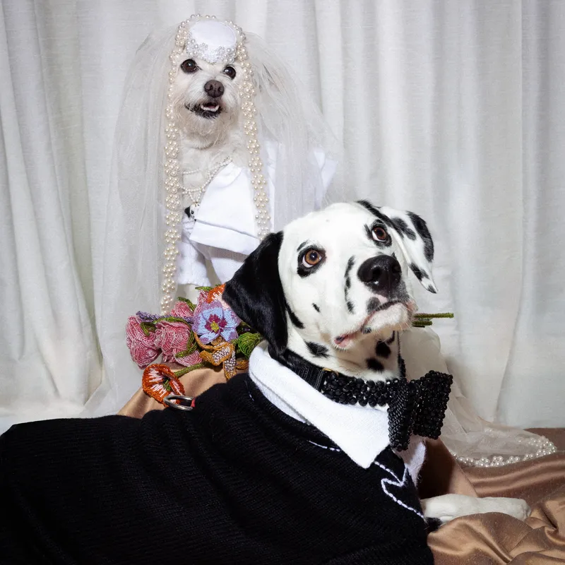 Image may contain: Animal, Canine, Mammal, Face, Head, Person, Photography, Portrait, Pet, Adult, Wedding, and Dog
