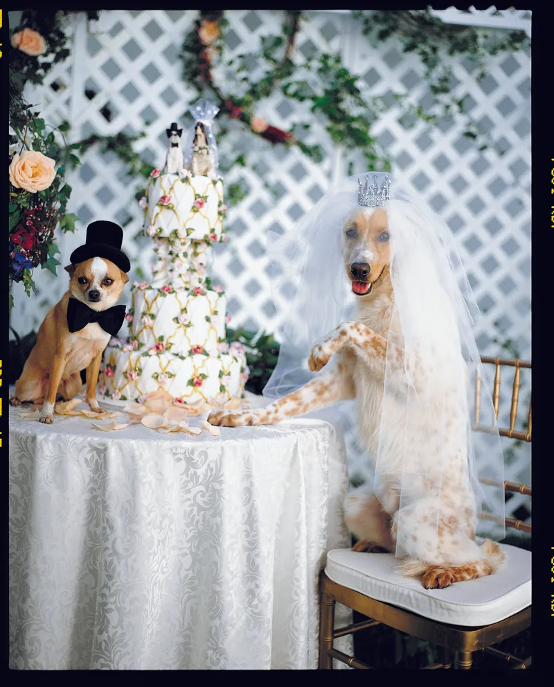 Image may contain: People, Person, Animal, Canine, Dog, Mammal, Pet, Cake, Dessert, Food, Wedding, and Wedding Cake