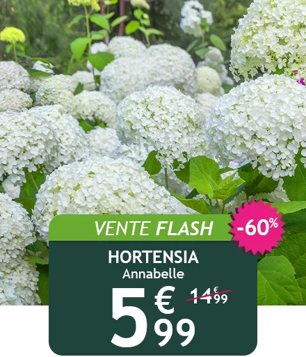 L'hortensia Annabelle est à -60% pendant deux jours !