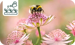 Les plantes mellifères à planter en fin d'été pour attirer les abeilles à l'automne