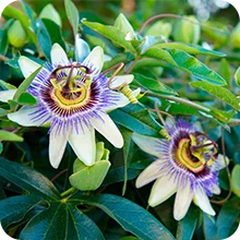 Passiflore bleue