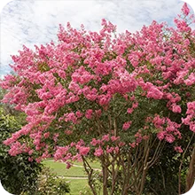 Lilas des Indes rose