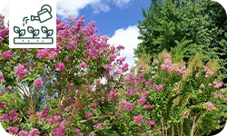 Le Lilas des Indes de A à Z