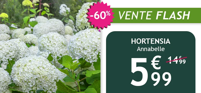 L'hortensia Annabelle est à -60% de remise pendant deux jours !