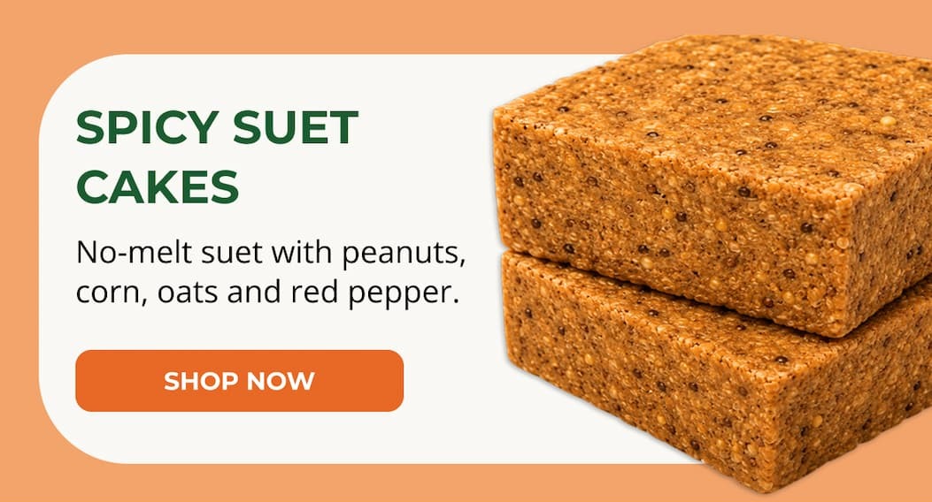 SPICY SUET CAKES