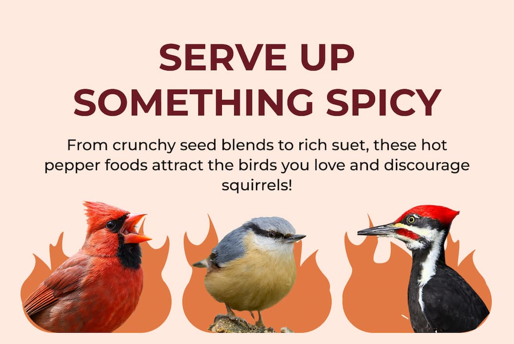 SERVE UP SOMETHING SPICY
