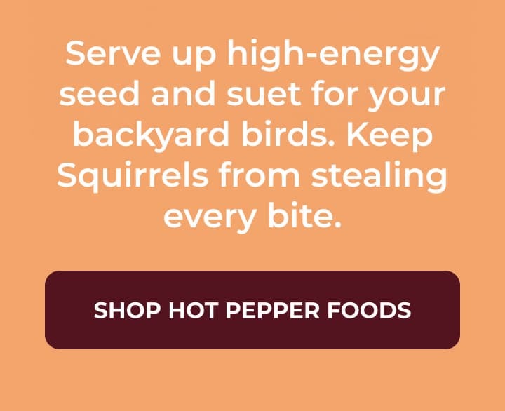 Serve up high-energy seed and suet for your backyard birds. Keep Squirrels from stealing every bite.