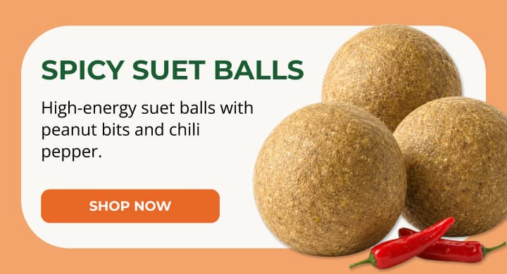 SPICY SUET BALLS